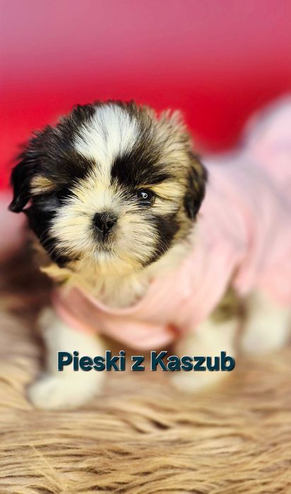 Shih-tzu Ost.Dziewczynka Rezerwacji typ Amerykańsko-Europejski