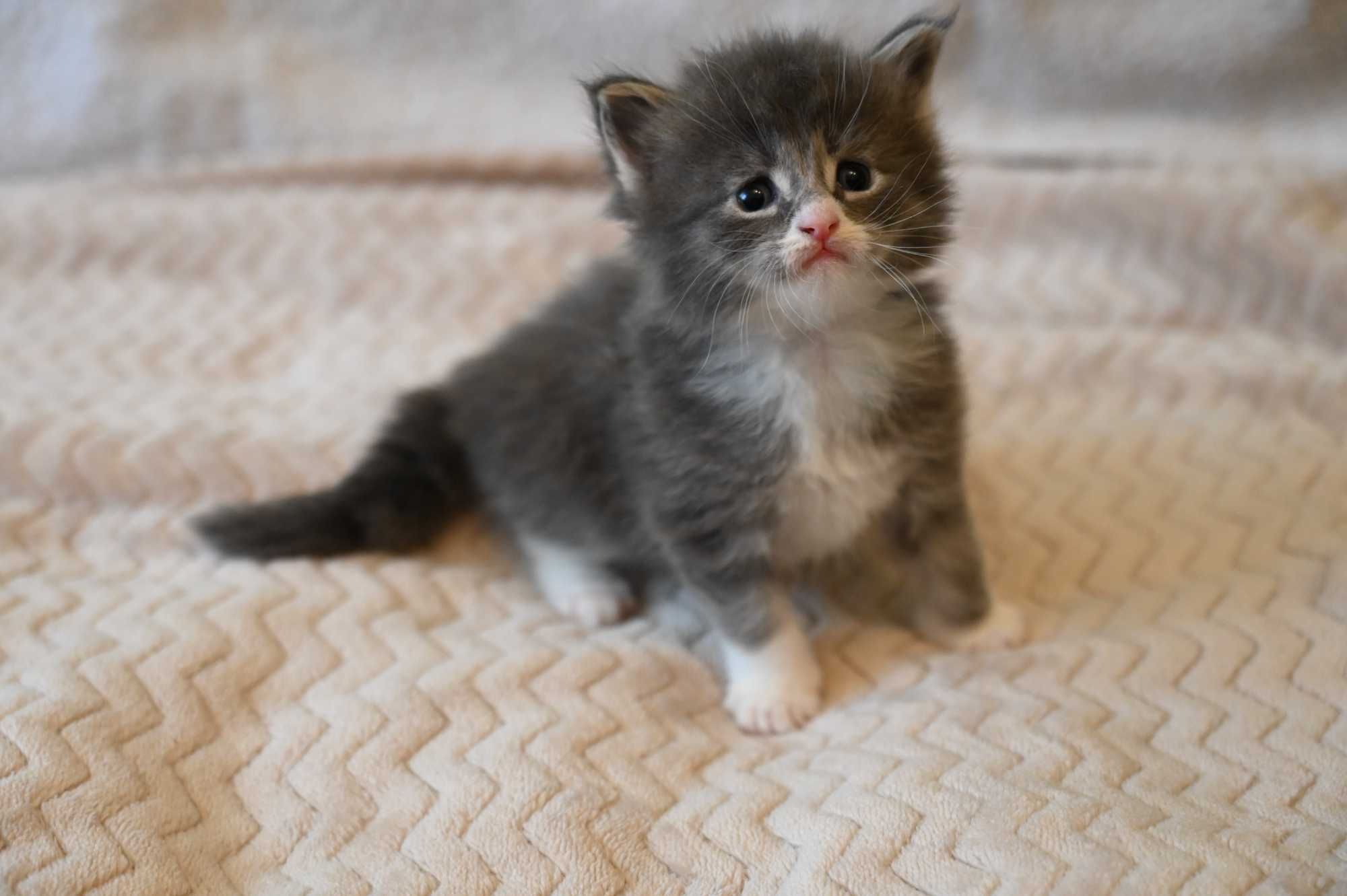 Maine Coon Kocur srebrny z białym klasycznie pręgowany
