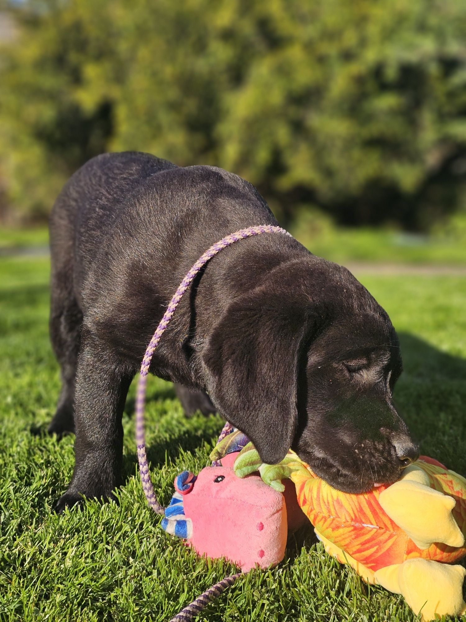 Labrador retriever suczka
