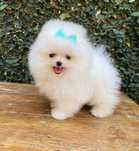 Spitz Lulu da Pomeranea menino