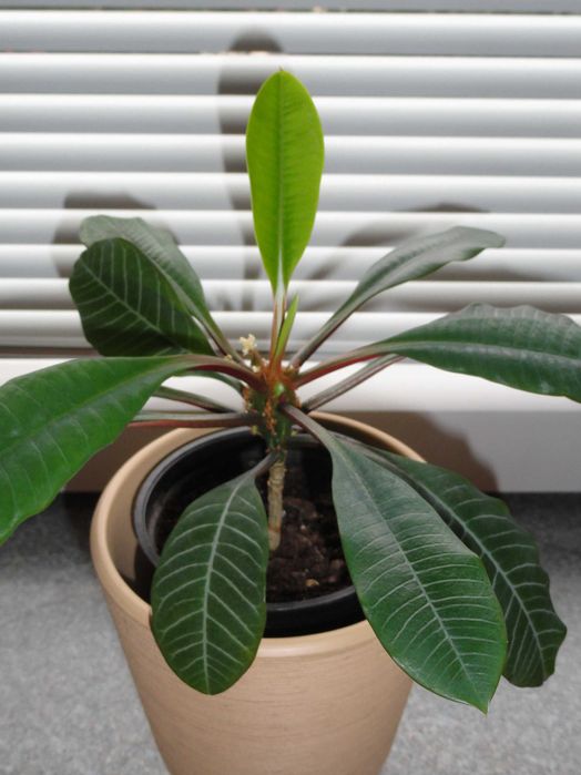 wilczomlecz białounerwiony kwiat doniczkowy kaktus