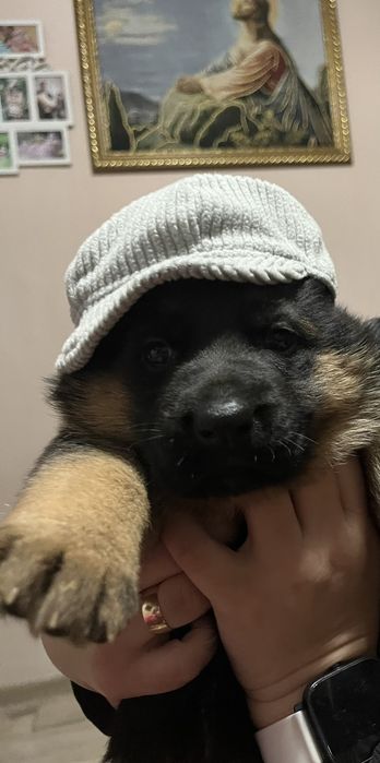 Продаються цуценята німецької вівчарки