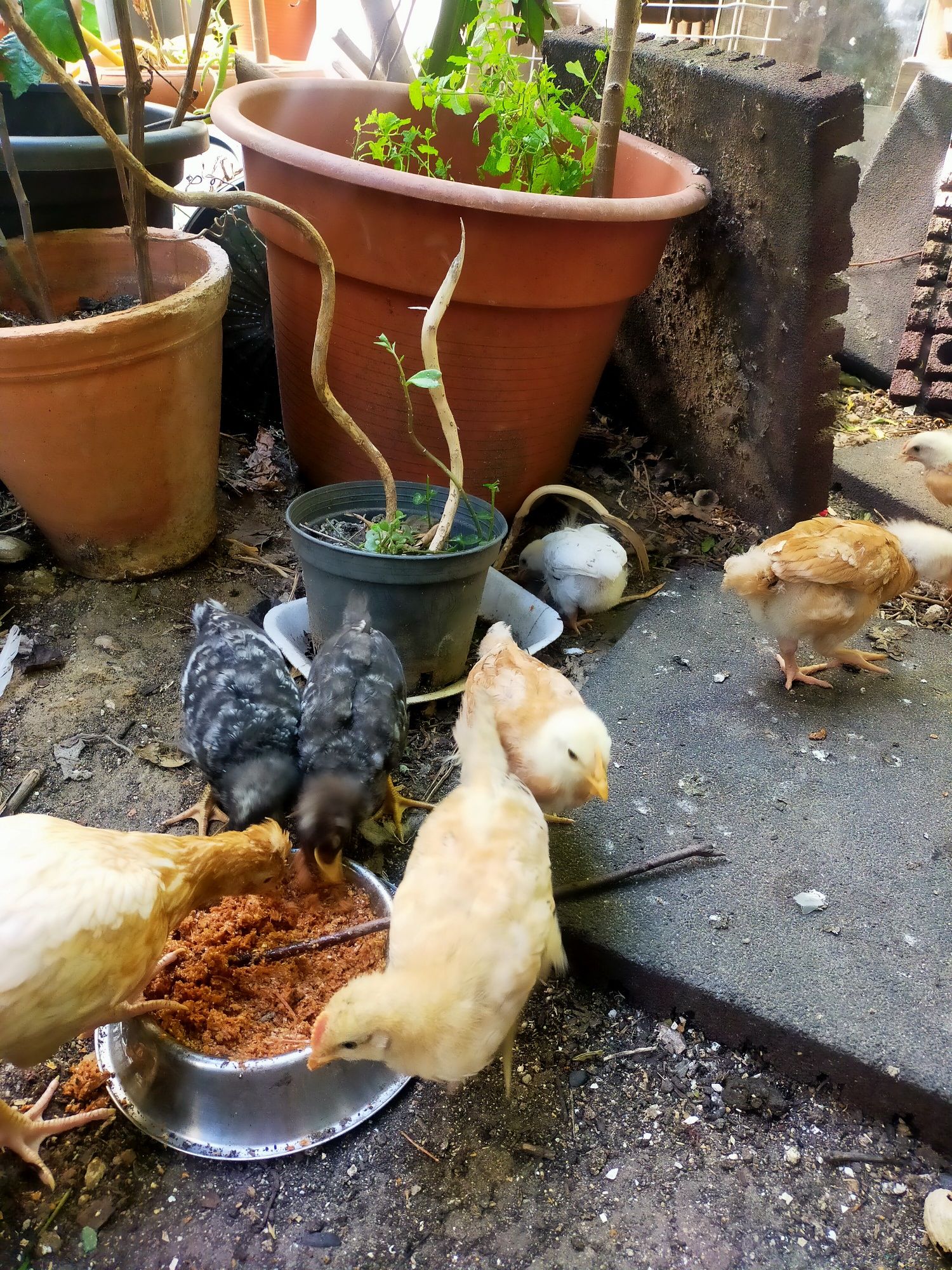 Vendo 7 pintos alimentados com alimentação biológica