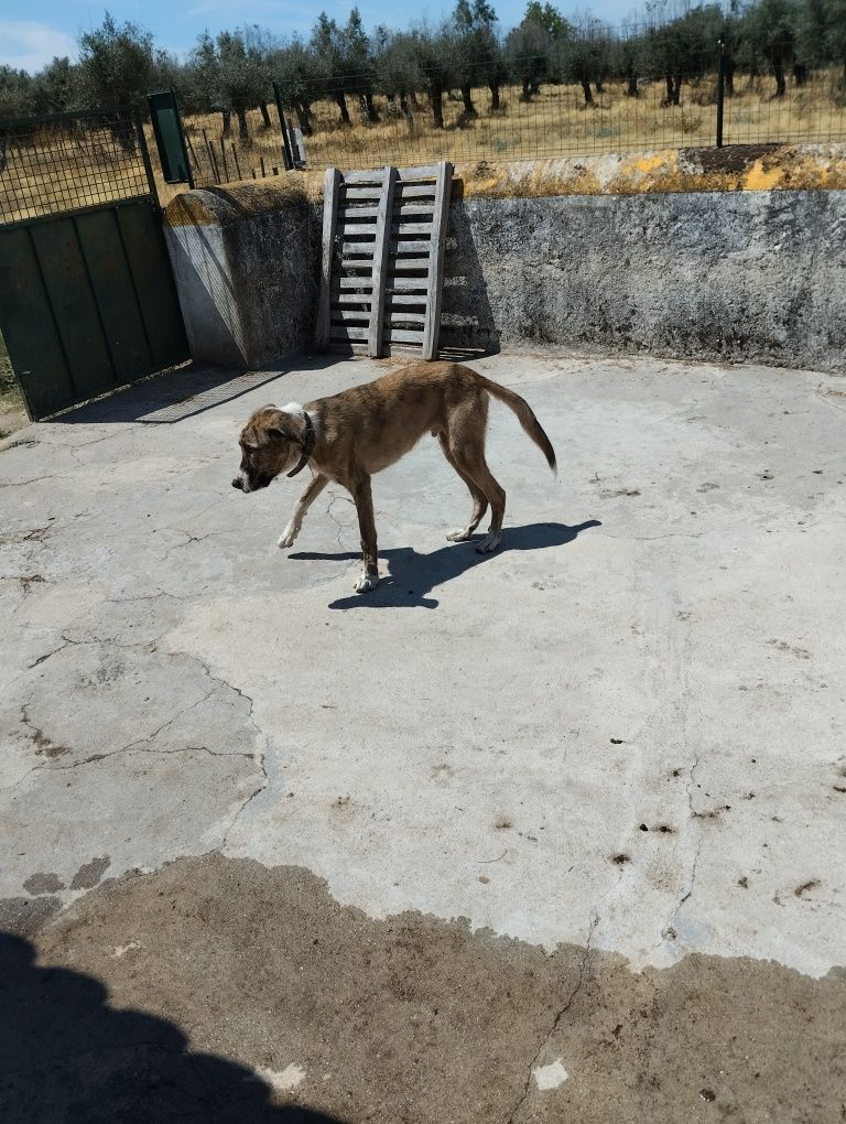Rafeiro alentejano com 7 meses
