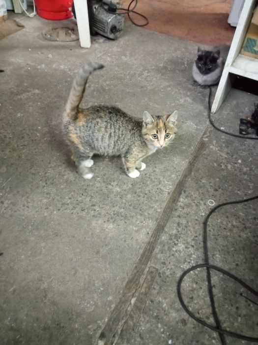 Віддам кошенят грайливі, кішечка сіра, котик темненький