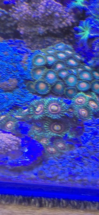 Zoanthus rainbow incinerator