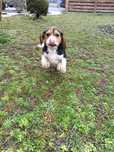 Pies rasy Beagle