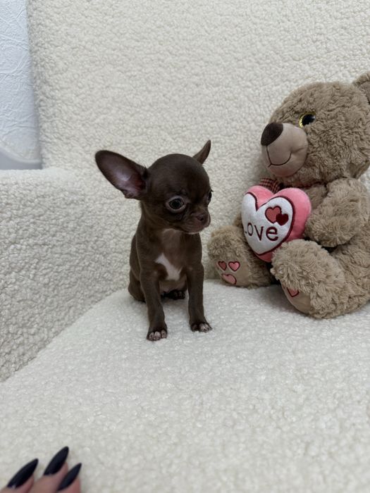 Шоколадна дівчинка