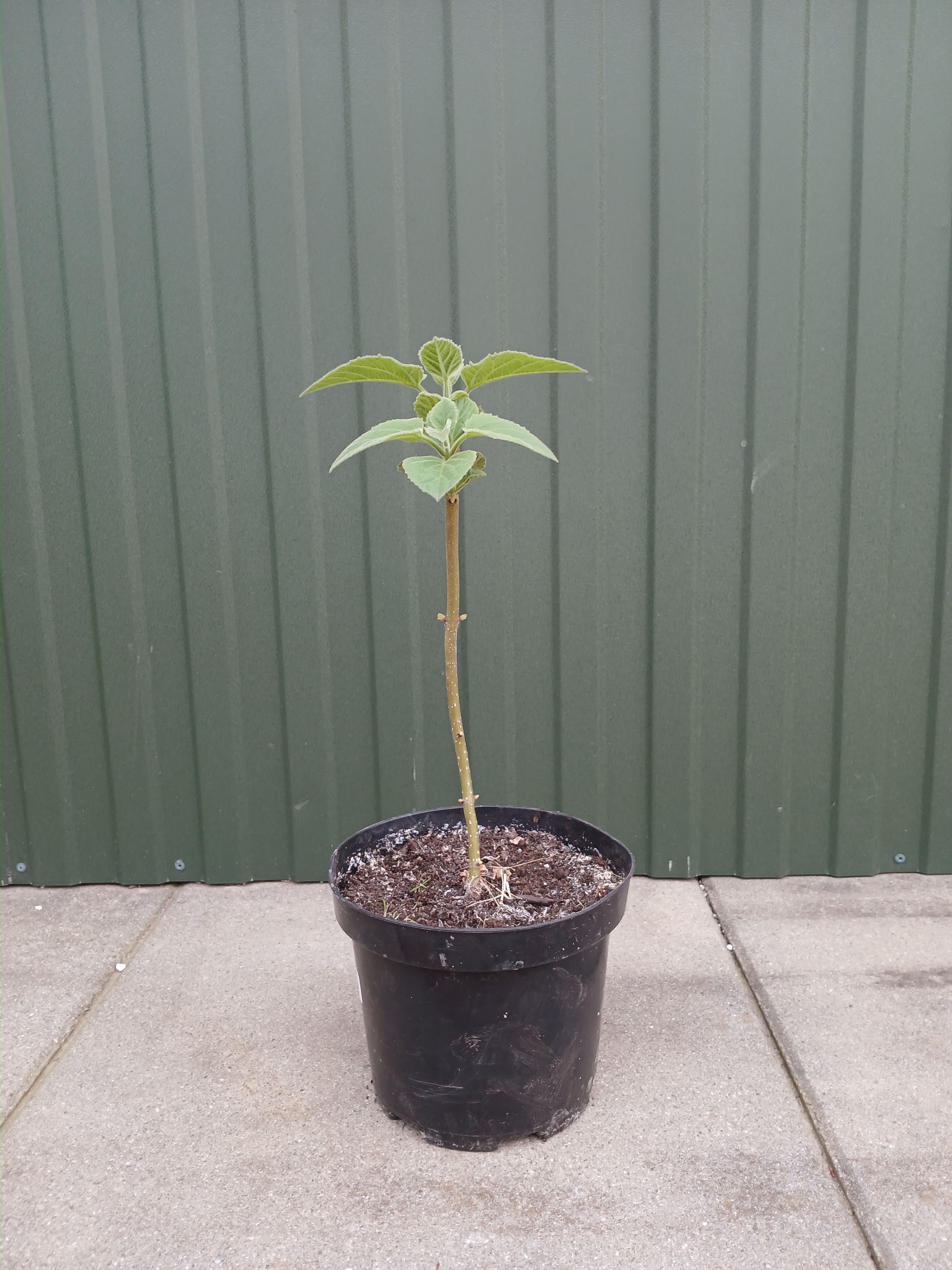 Paulownia Shan Tong - Sadzonka doniczkowa