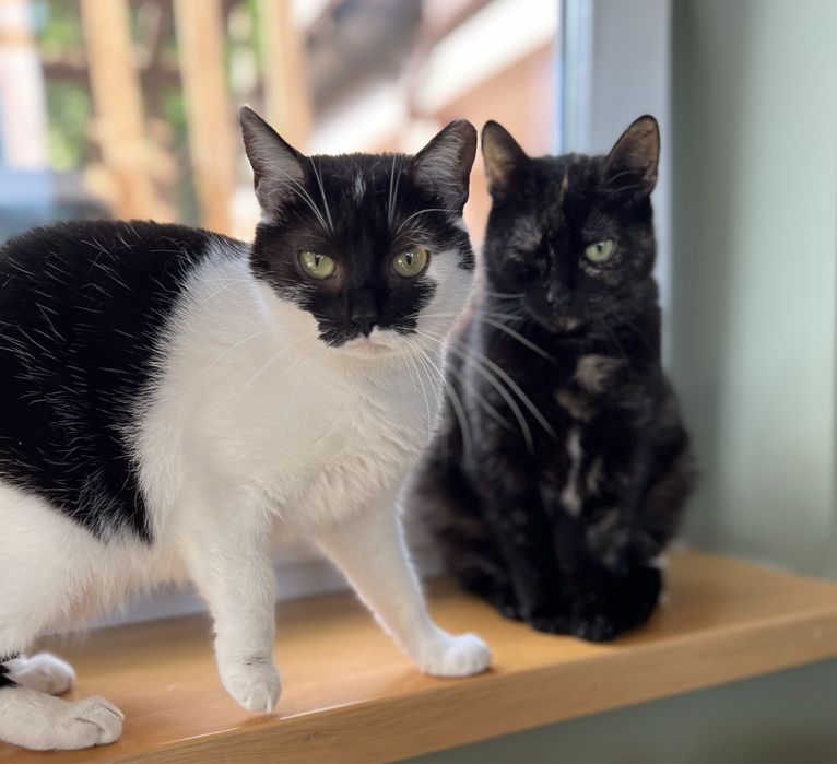 Kociaki szukają domków