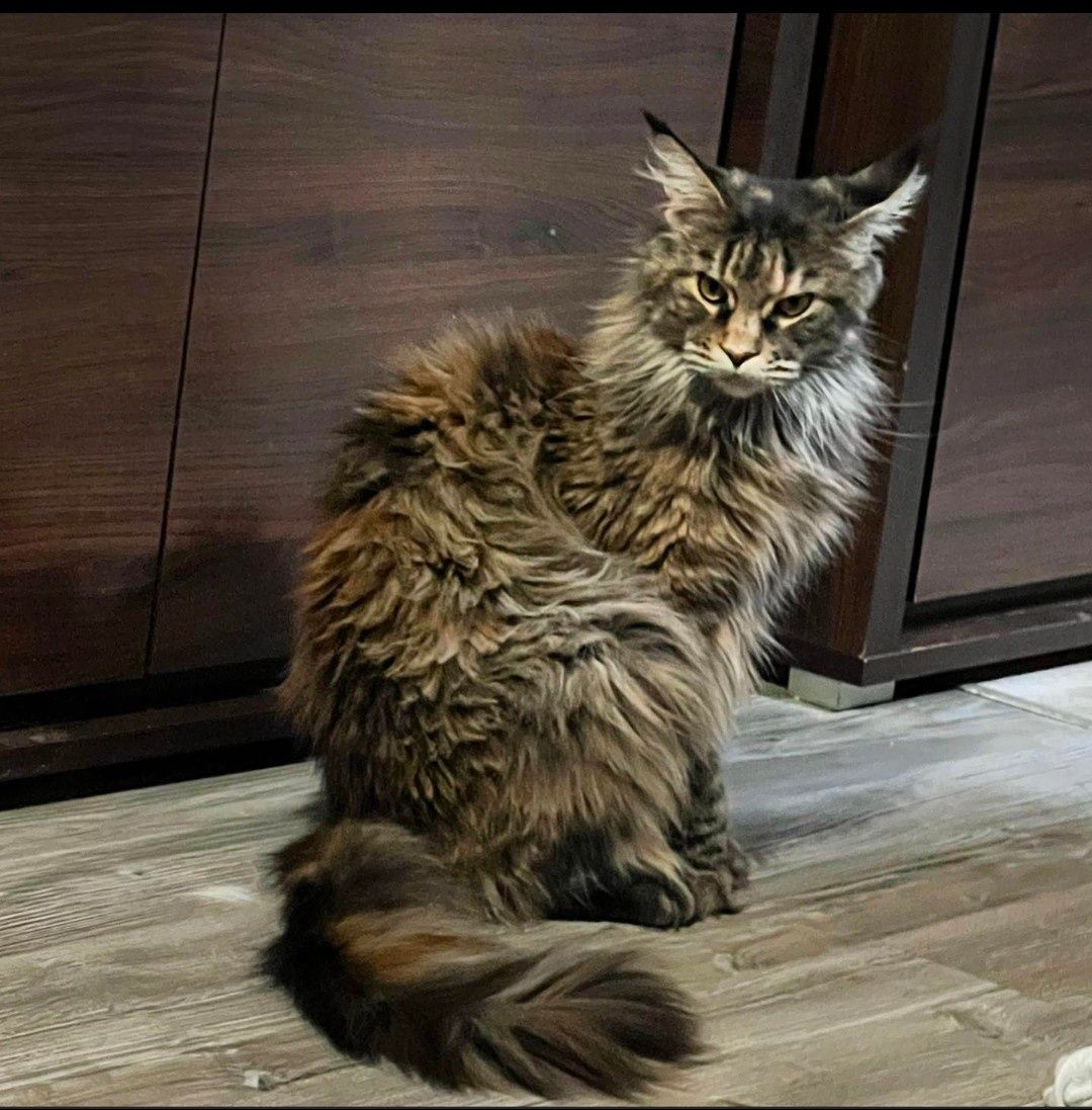 Duży kocurek Maine Coon rudy