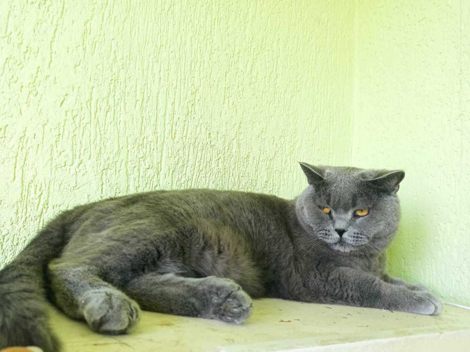 Pilne! Kot brytyjski długowłosy uratowany z Charkowa szuka domu.