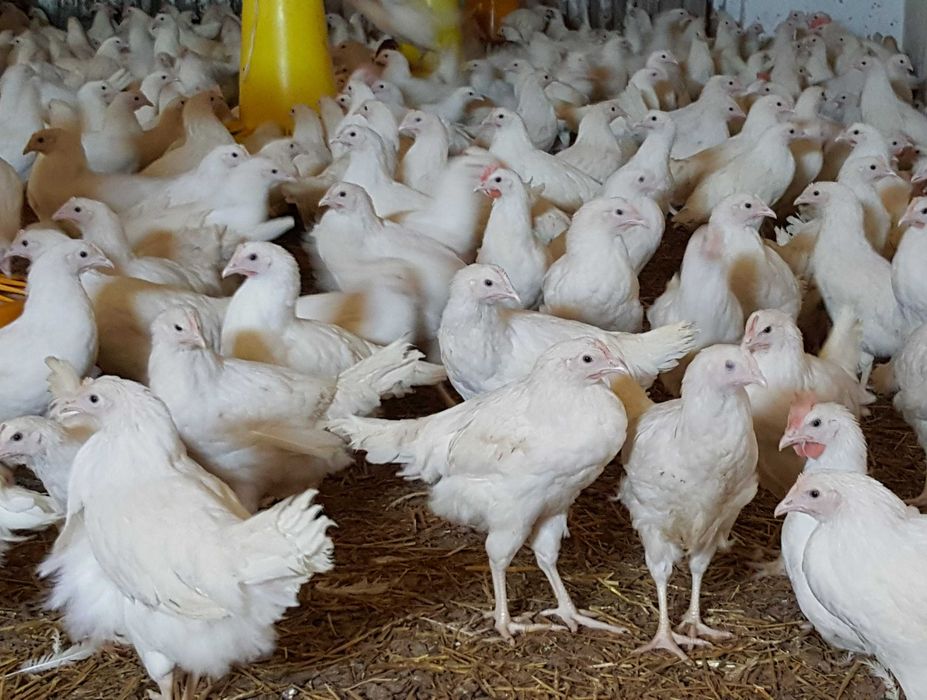 Kurki kokoszki nioski Tetra biała  odchowana na jajko