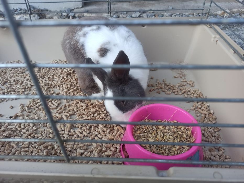 Oddam królika miniaturkę