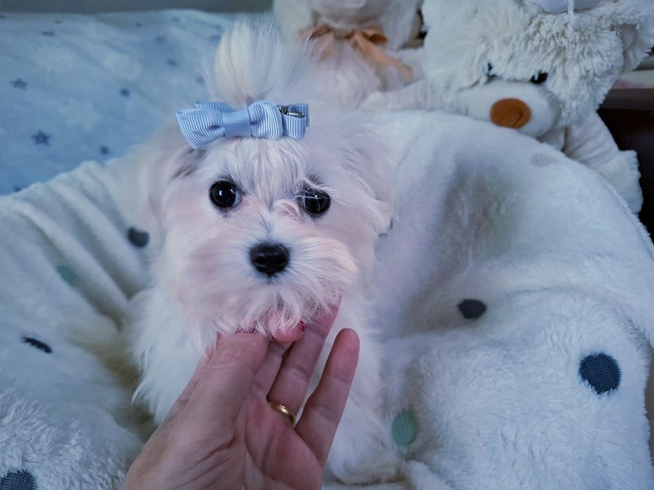 Maltańczyk wyjątkowy śliczny piesek