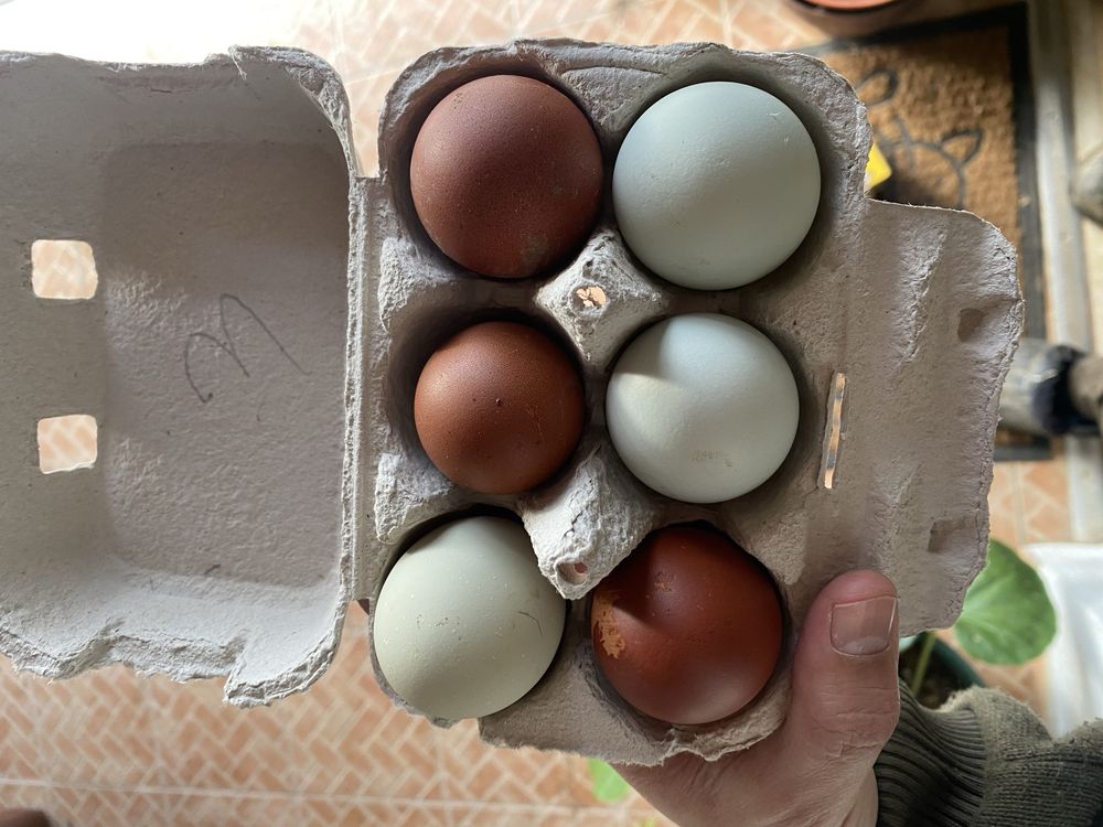 Animais de quinta - ovo incubaçao Faverolles, Araucana , leghorn isabe