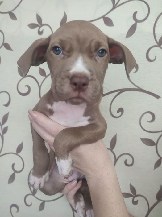 Щенки пит-бультерьера