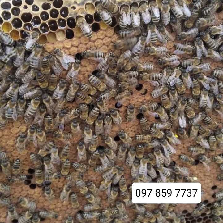 продам бджолопакети