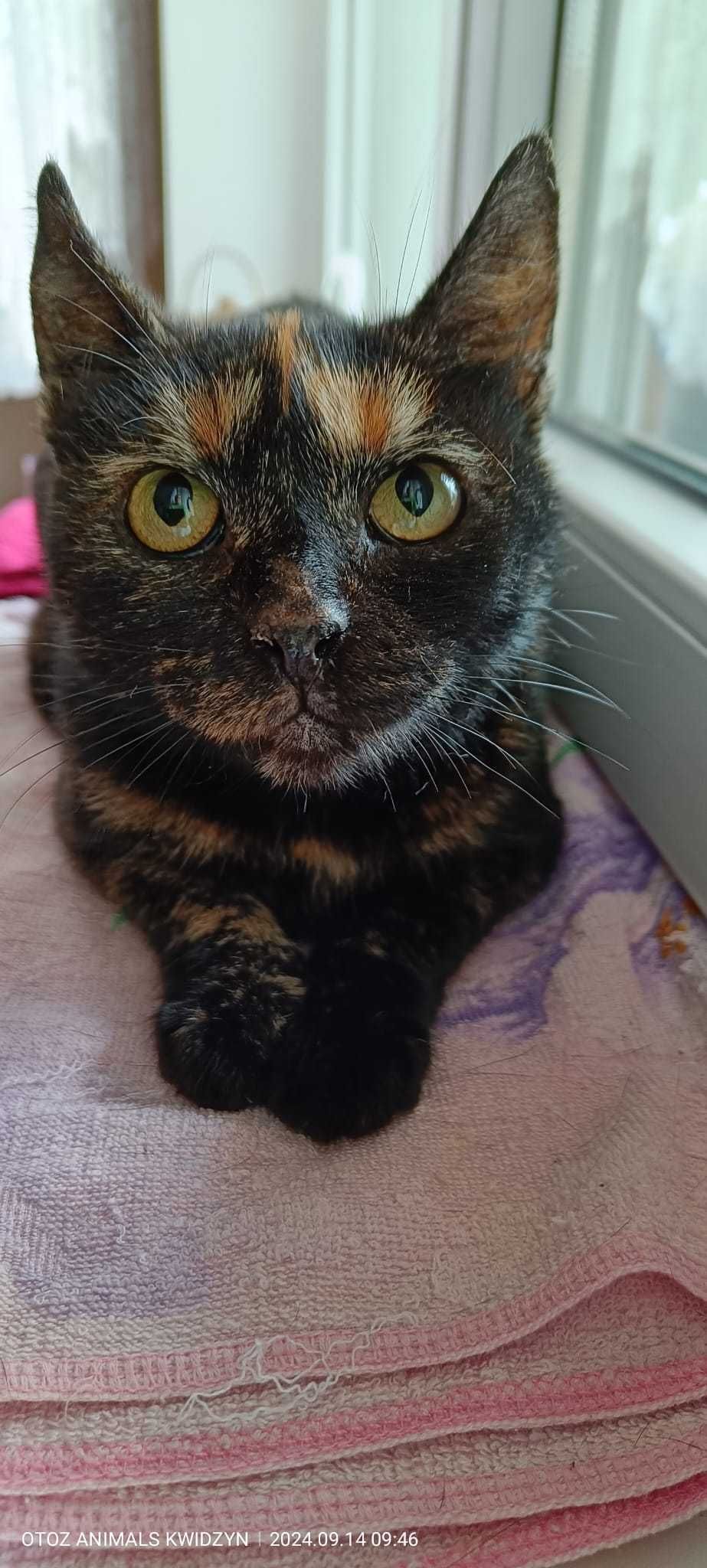 Piękna szylkretka Zuzia do adopcji