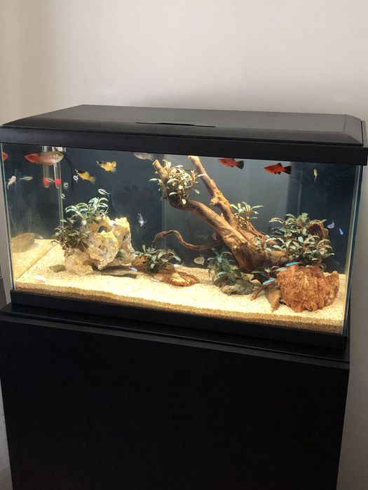 Aquario 60L com Movel