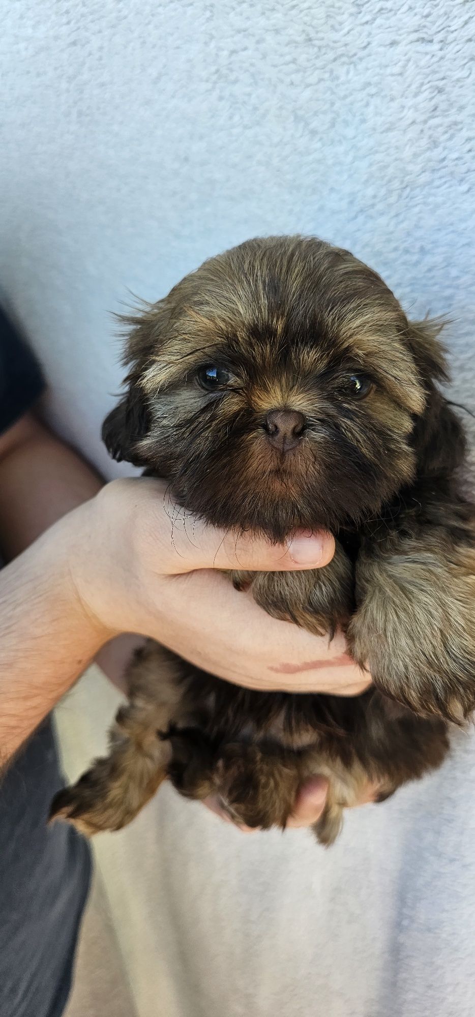 Shih tzu czekoladowa gotowa do odbioru