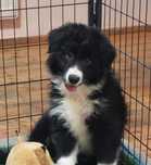Border Collie piękny piesek czarno-biały wyjątkowy