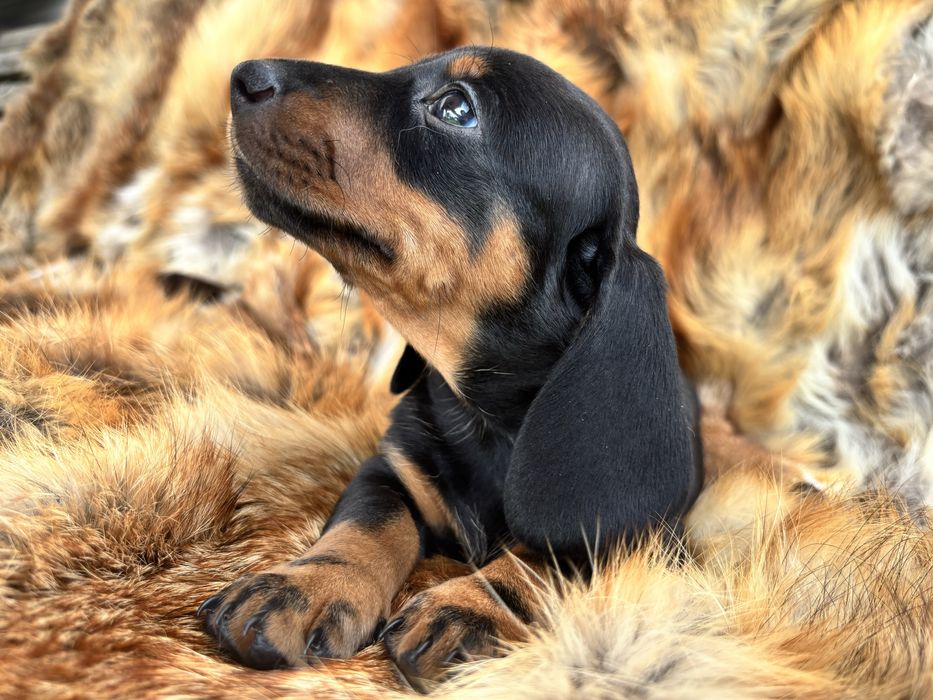 Jamnik krótkowłosy