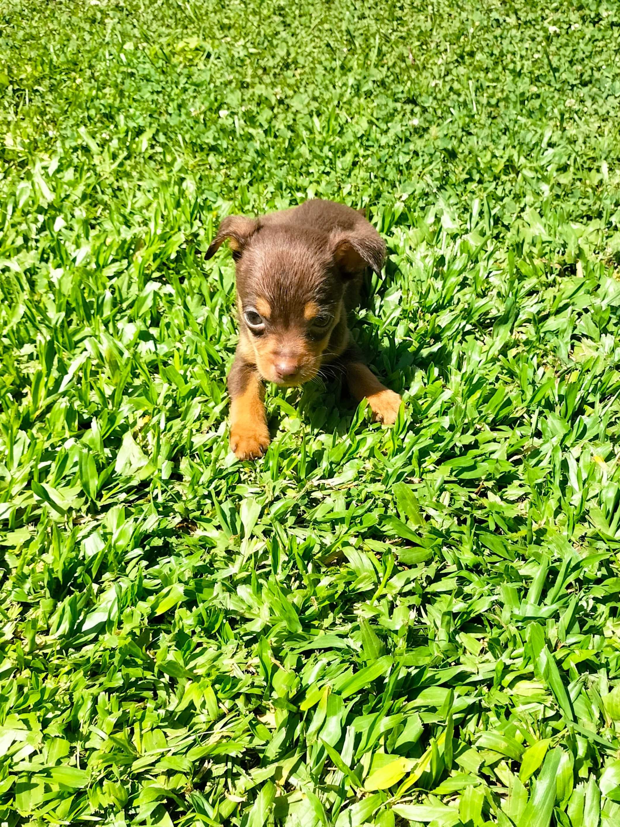 Pinscher mini chocolate