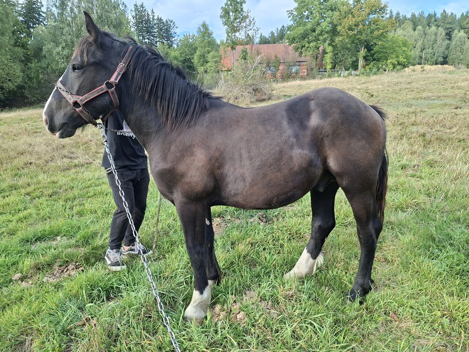 Sprzedam ogierka zimnokrwistego