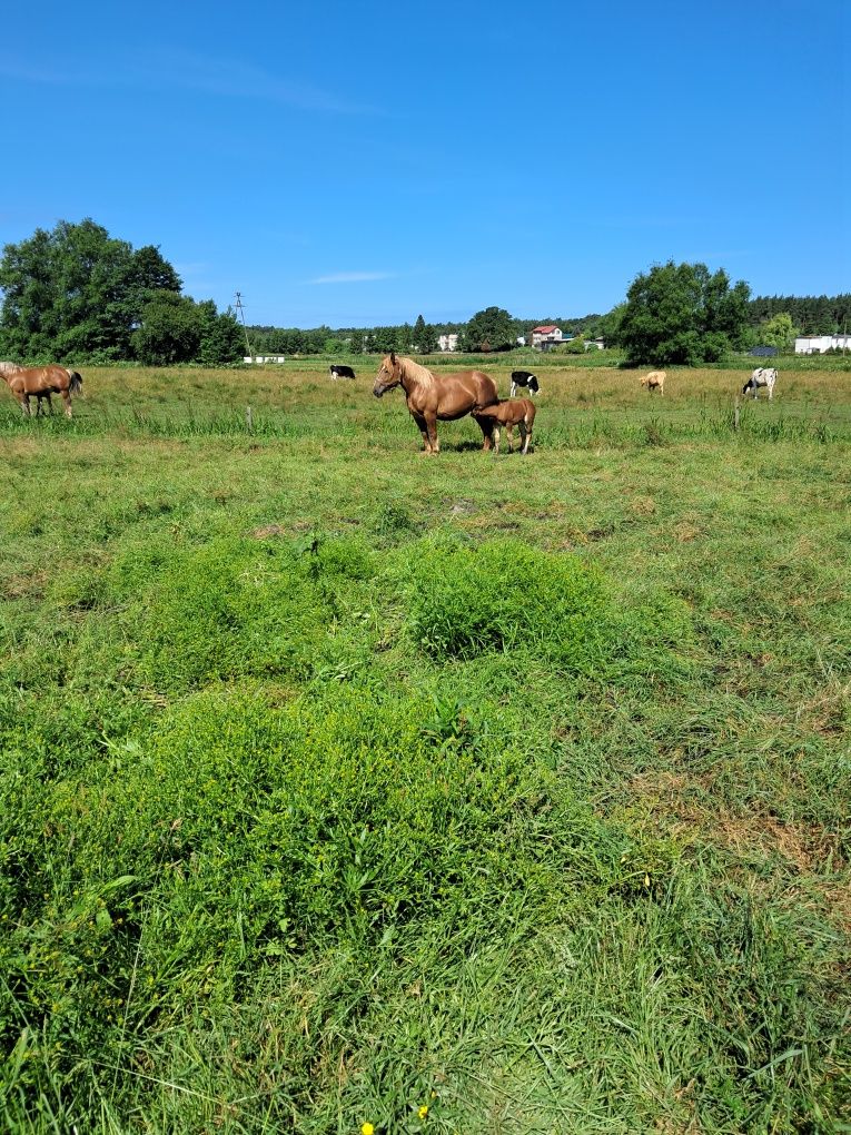 Sprzedam klacz źrebna z źrebakem