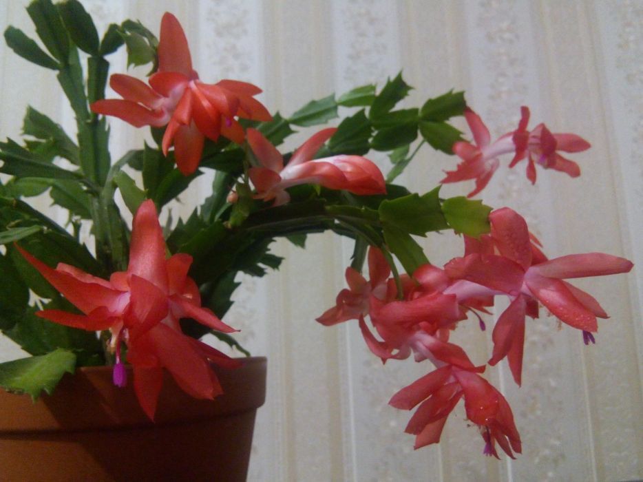 Шлюмбергера, рождественник, декабрист лососевого цвета, белый, розовый