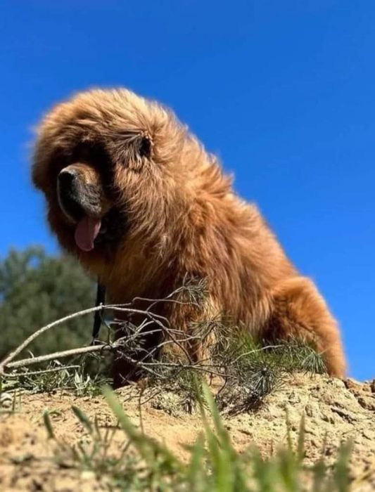 Mastif tybetański Zkwp Fci. Zapowiedź miotu 2025/2026.