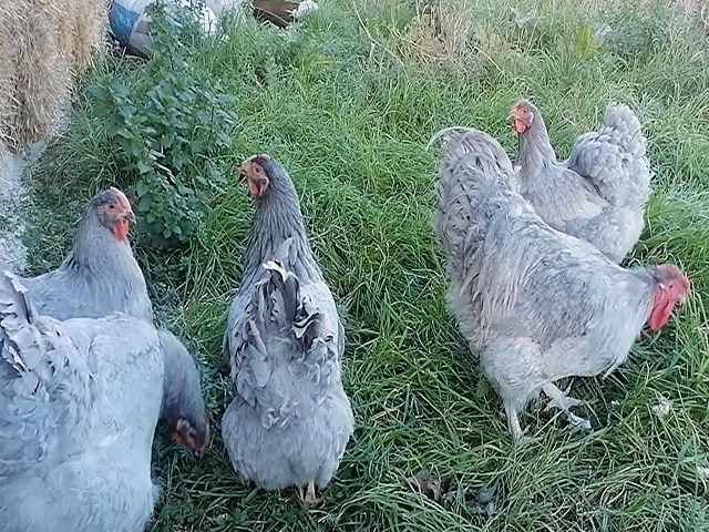 Інкубаційне яйце, курчата, Віандот голубе золото, лаванда, темний