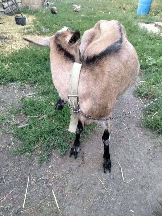 Продам дійну козу