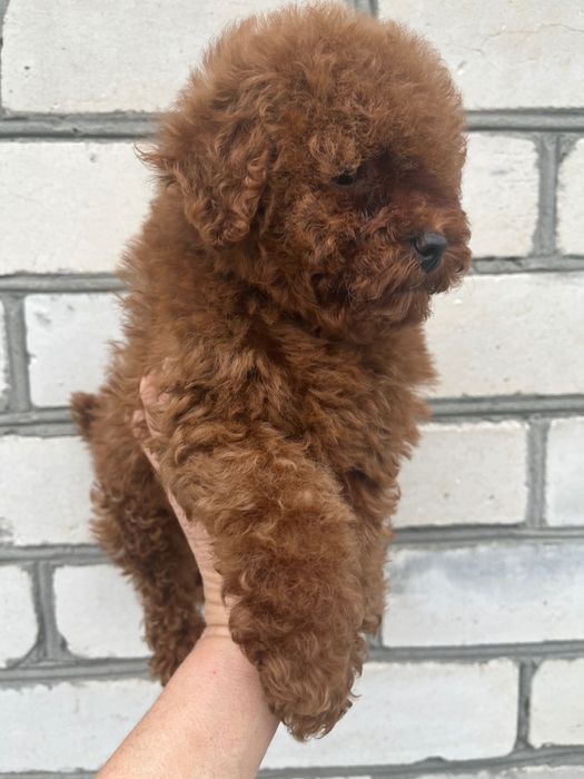 Девочка той пудель ред браун