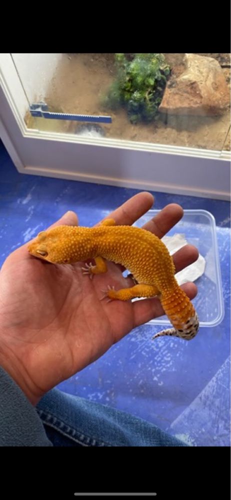 Terrario com geko