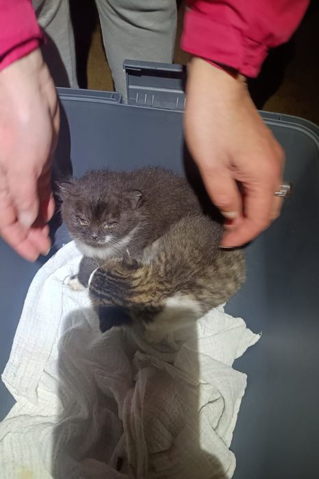 DWUPAK Dwie małe kotki do adopcji tylko WSPÓLNIE