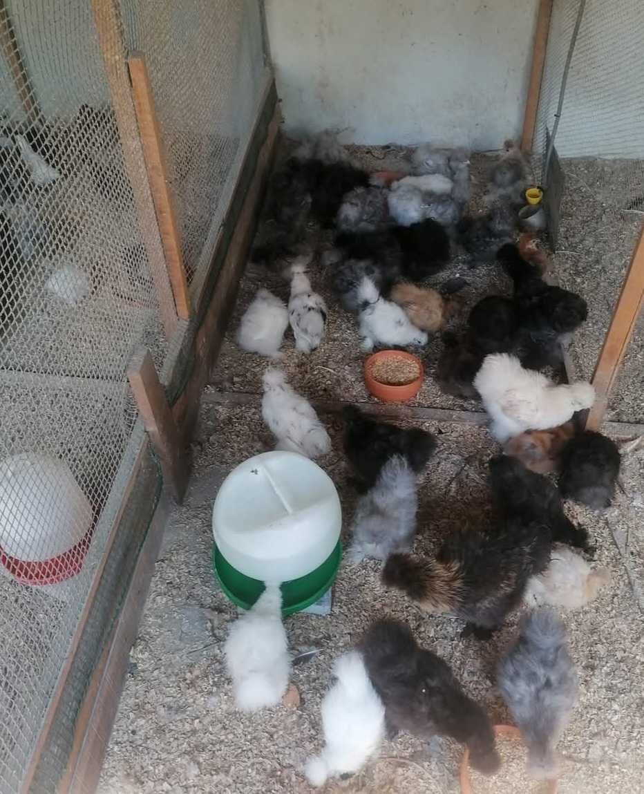 Vendo pintos de diferentes idades