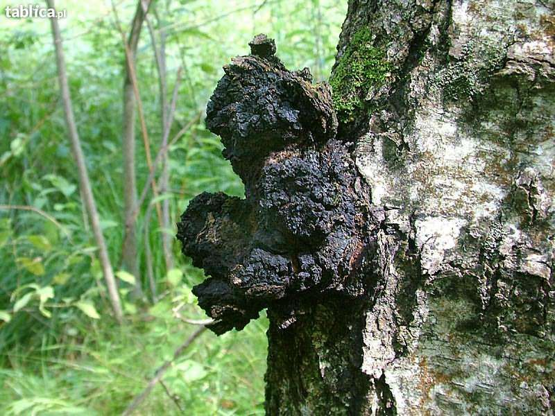 Okazja - 1,5 kg Chaga / Czaga / Inonotus obliquus / Czarna huba z brzo