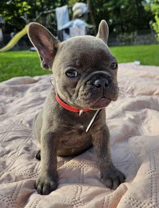 Buldog francuski