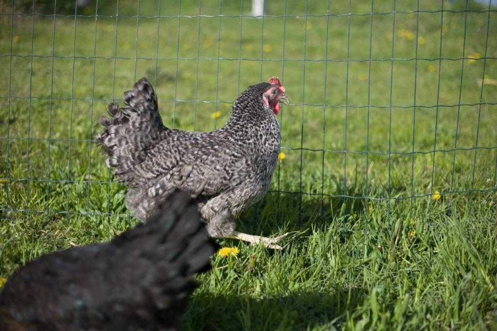 Kurki kokoszki nioski Rosa na wybieg odchowana