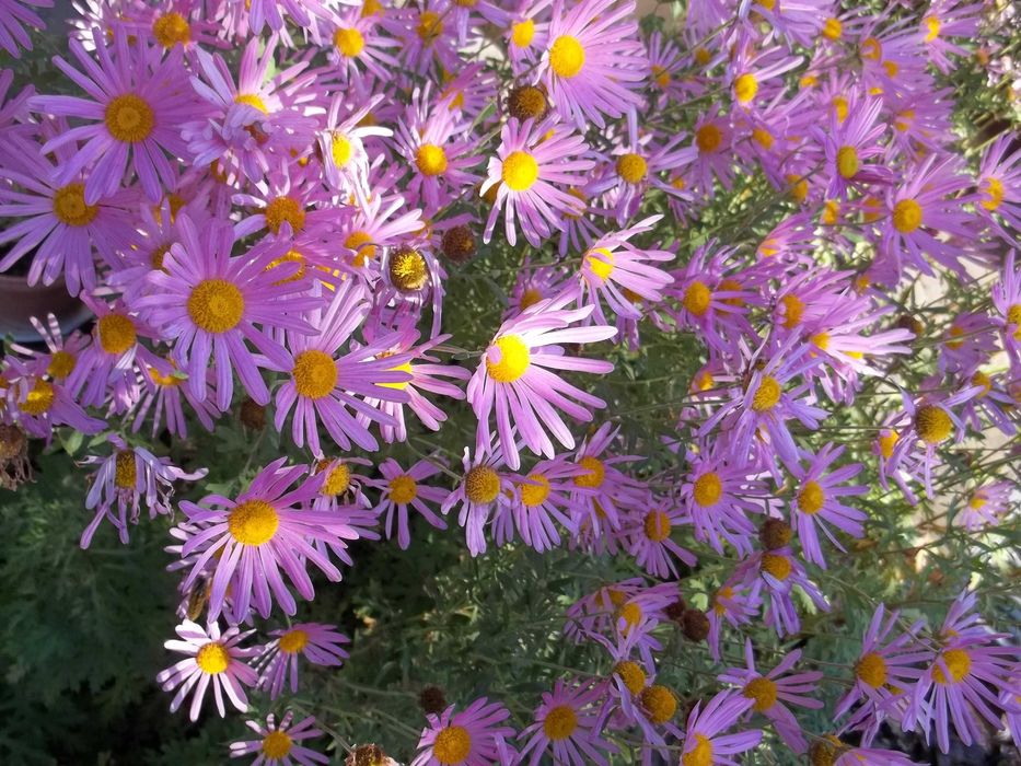 Złocień Clara-Curtis wieloletnia roślina ogrodowa.Kwiaty,rośliny.