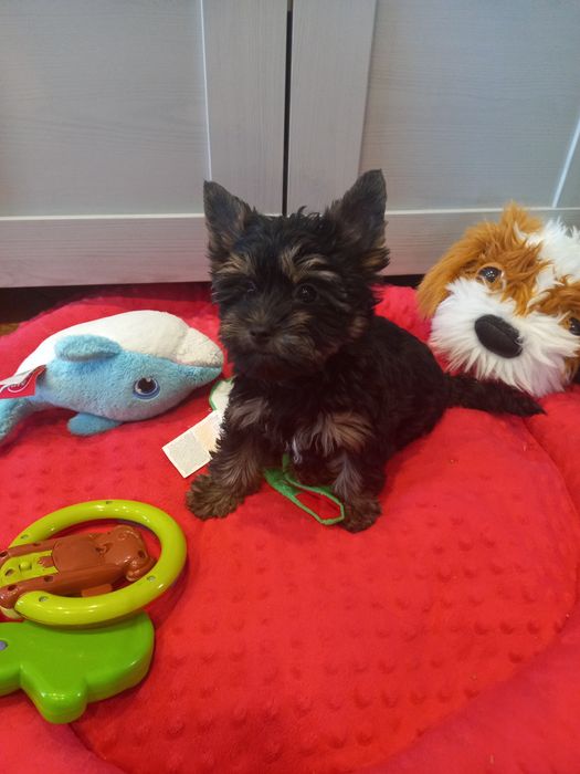 Yorkshire śliczna suczka