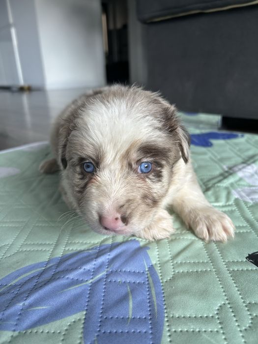 Border Collie Lilac Merle Sunia