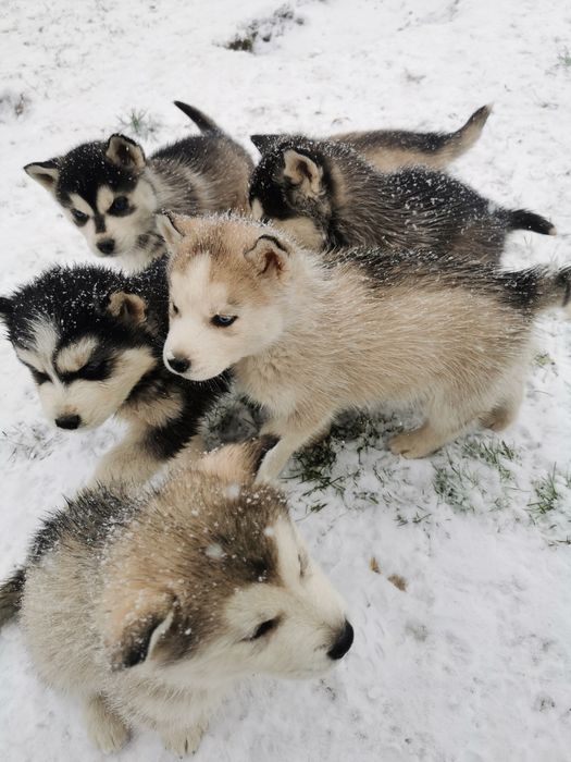 Husky szczeniaki Siwy piesek