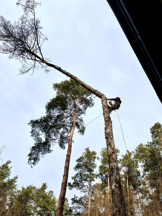Зрізання дерев, Спил, Валка, Обрізка, Подрібнення гілок