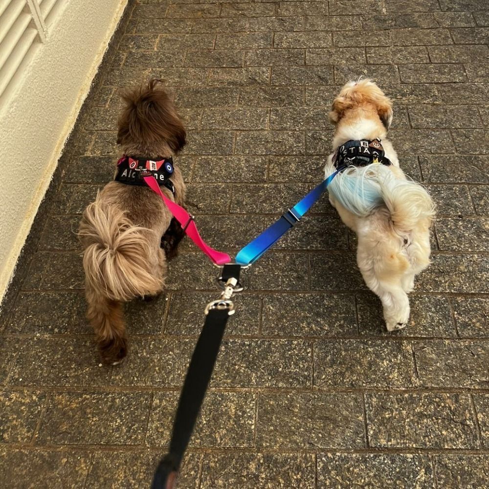 Dog walking - passear com seu cão