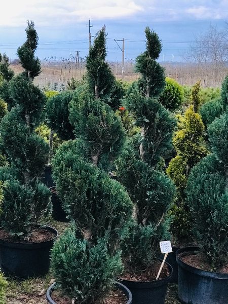 Bonsai Formowane Spirala z Cyprysa Columnaris Wys. 150 cm Cena 350 zł