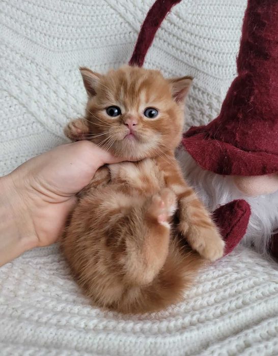 Плюшик та симпатяга! Милий хлопчик-кошеня в насичено-червоному мармурі