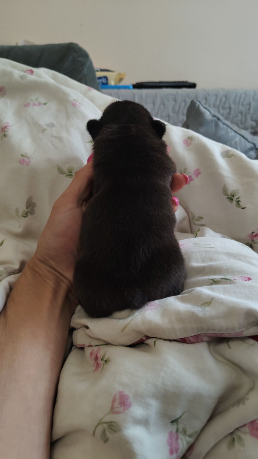Buldog francuski